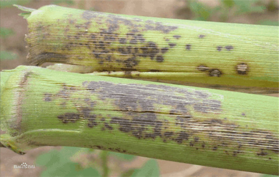 玉米褐斑病的主要癥狀