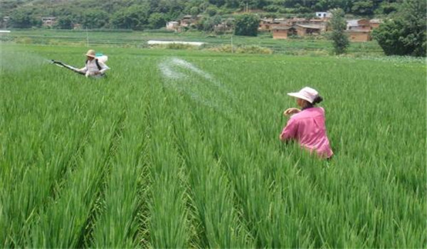 水稻病蟲害防治
