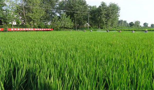 水稻病蟲害防治的措施