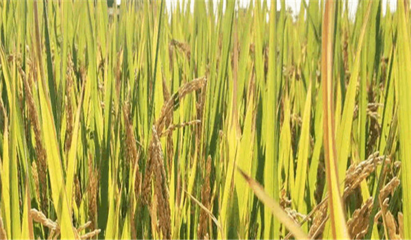 預防水稻爛秧的措施