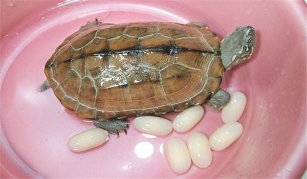 烏龜如何采卵