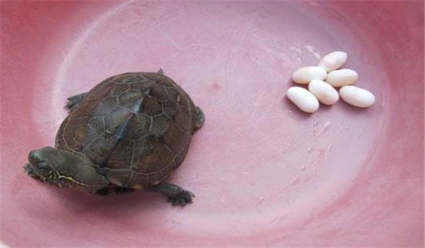 烏龜卵的選擇