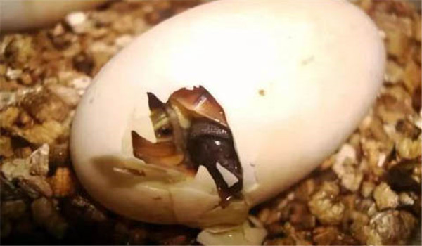 烏龜人工孵化