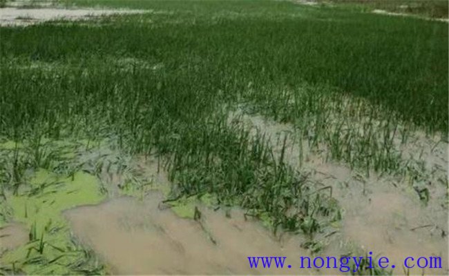 水稻被淹的救災減損方法