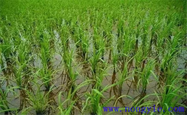 水稻被水淹有什么補救辦法