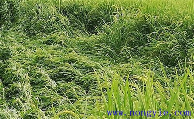 水稻倒伏對產量的影響有多大