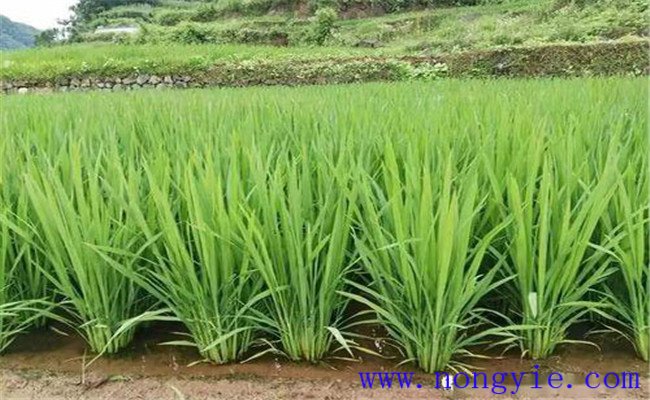 東北水稻畝產多少斤
