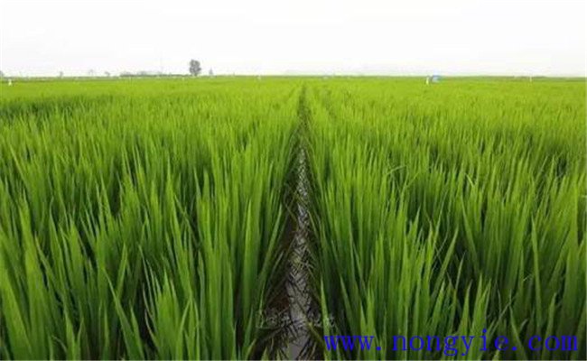 東北的主要水稻產區