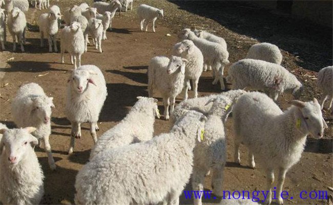 羊的養殖管理須知