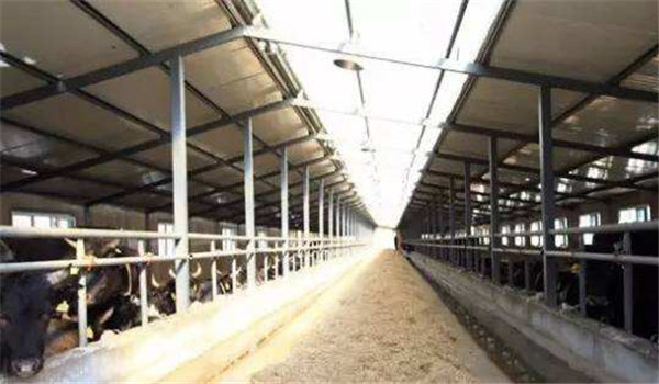 奶牛生產區