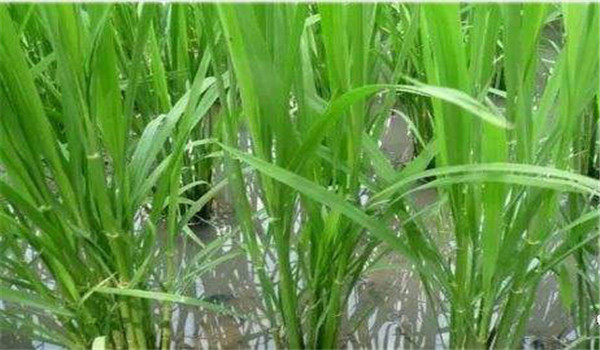 稻田的需水量