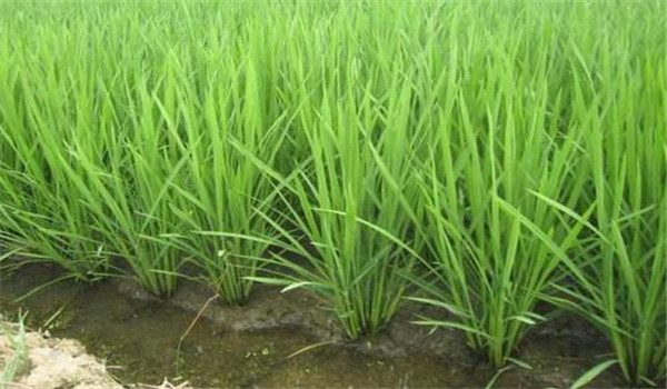 水稻的需水規律