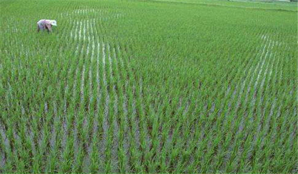 稻田所需的灌水量