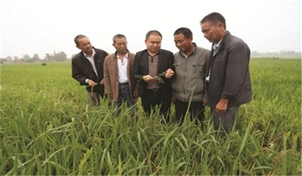 再生稻的栽培要點