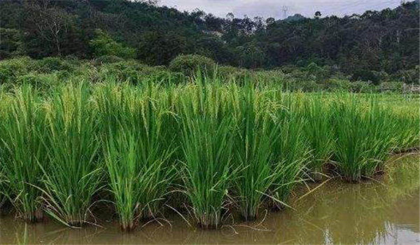 水稻產量的95％以上來自光合作用