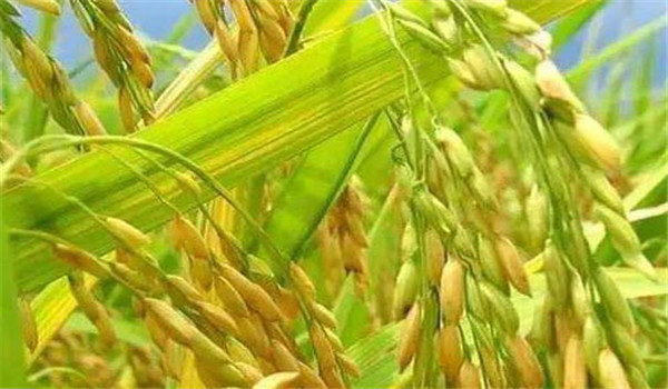 高產水稻的光合產物