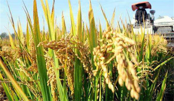 水稻產量的90％來自葉片的光合產物