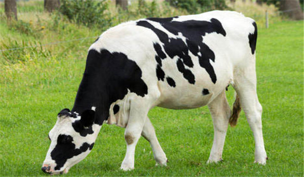 奶牛的發情周期