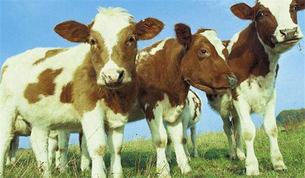 影響母牛按時配種妊娠的因素