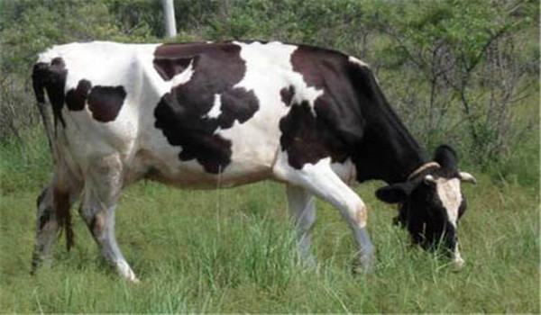 母牛妊娠
