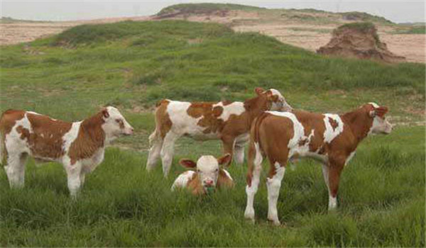青年牛的飼養模式