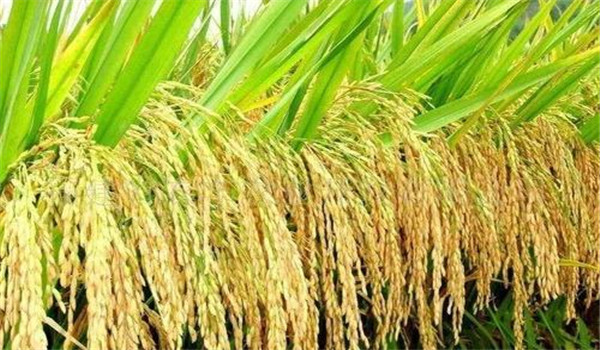 影響水稻結實率的主要因素