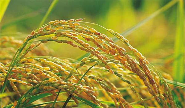 提高水稻結實率的主要措施