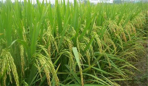 雜交水稻需肥特點