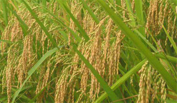 雜交水稻的施肥量
