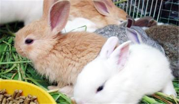 春季兔子飼養管理重點