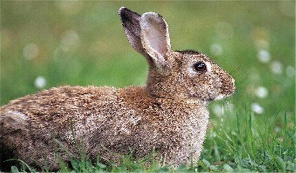 空懷期母兔的飼料供應