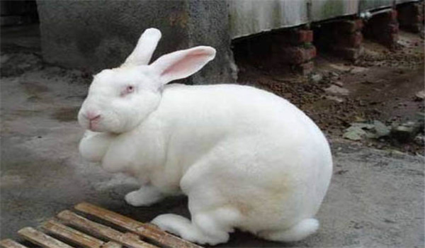 泌乳母兔飼料配方