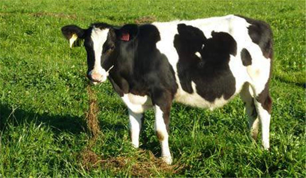 泌乳母牛的泌乳期的劃分