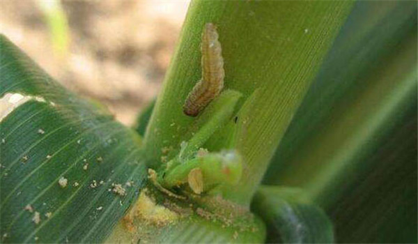 玉米螟蟲害的癥狀