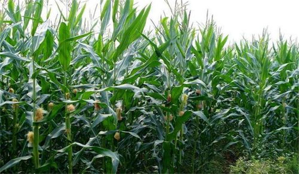 玉米磷缺乏癥的防治