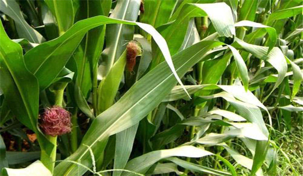 玉米磷素過多的防治