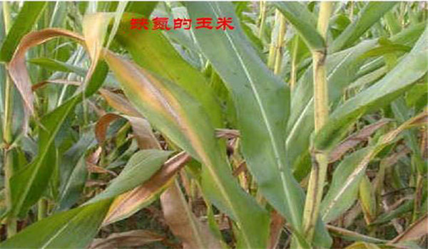 玉米缺氮的癥狀