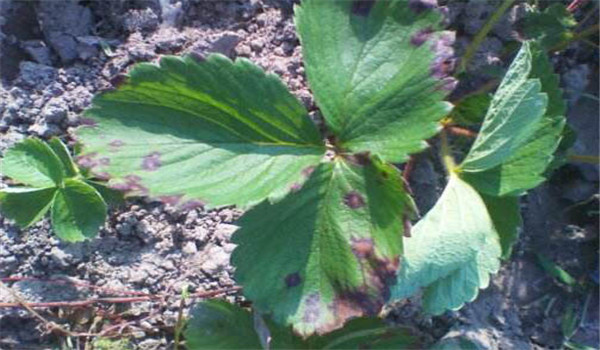 草莓褐斑病的癥狀