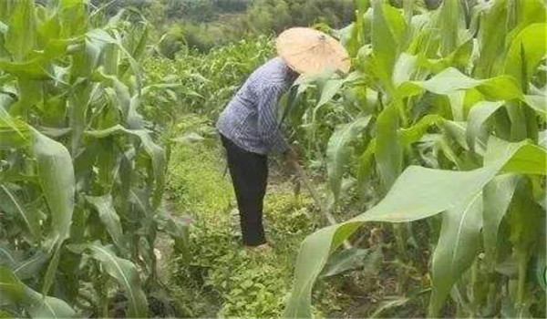 玉米育苗移栽的好處
