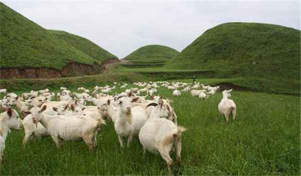 羊的放牧飼養方式