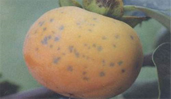 柿樹炭疽病的癥狀