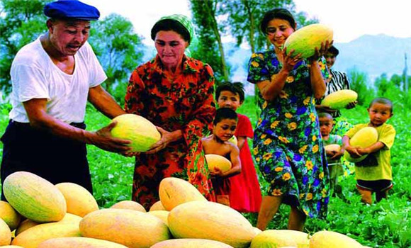 哈密瓜在新疆的分布地區