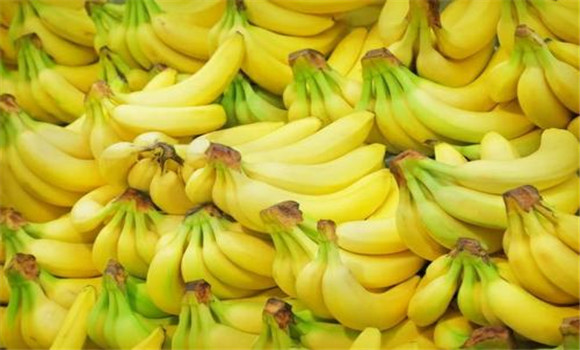 香蕉的生物學特點