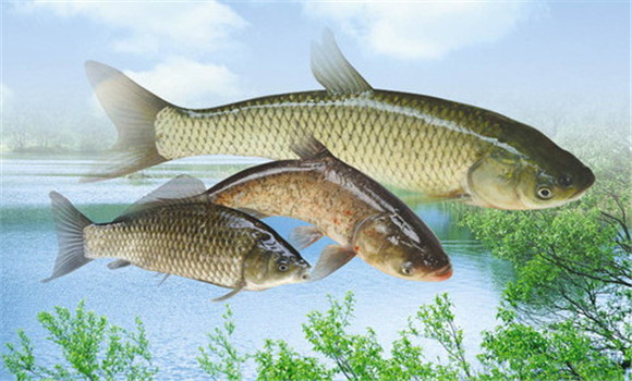魚飼料來源有哪些途徑