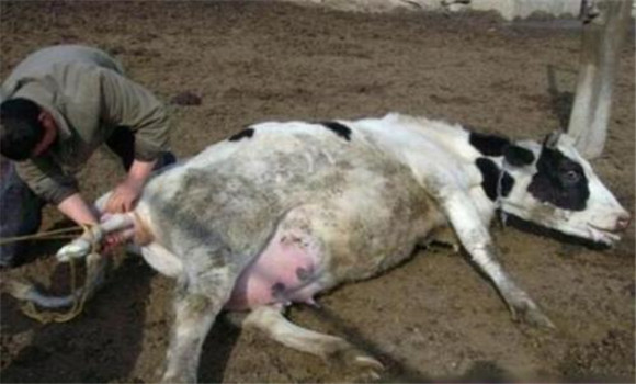 奶牛生產癱瘓的癥狀