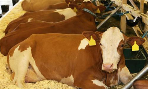 奶牛生產癱瘓治療案例