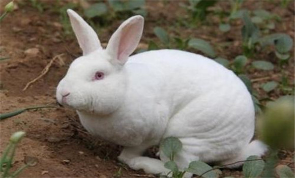 促進母兔的泌乳水平