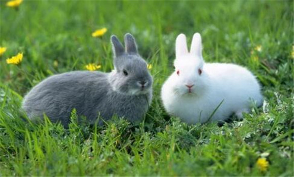 兔瘟治療方法