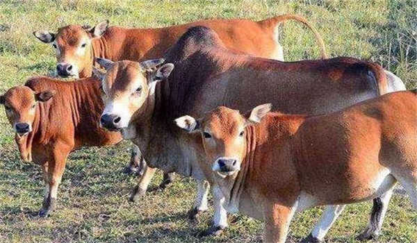 預防牛流產的要點