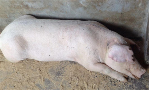 母豬癱瘓的臨床癥狀
